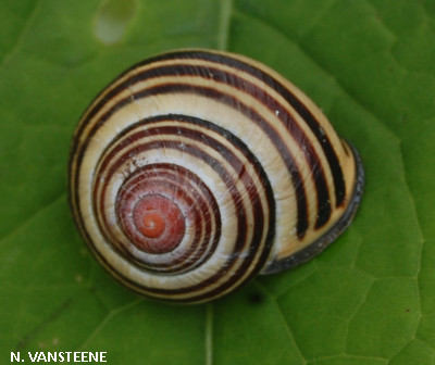 Cepaea nemoralis